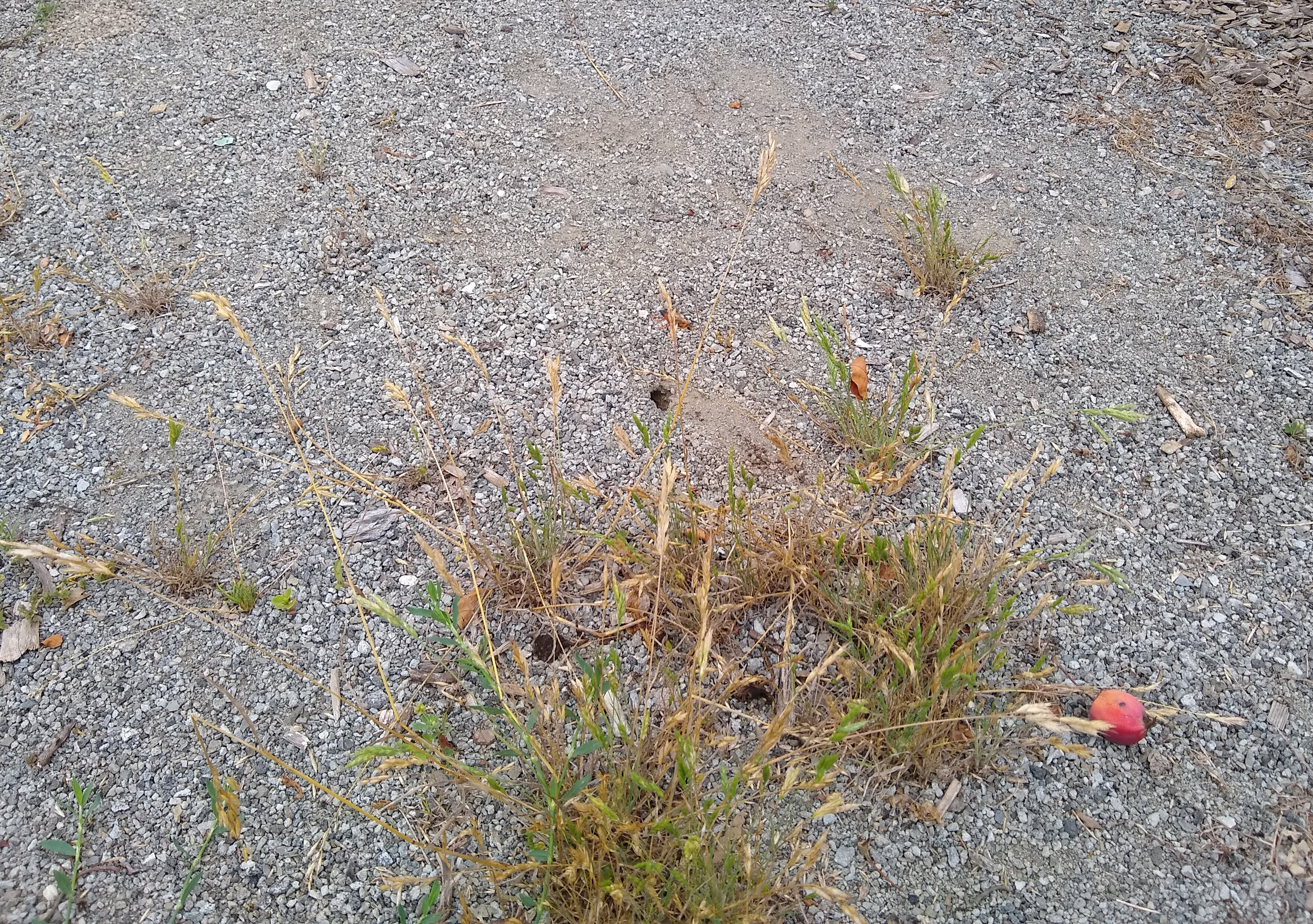 Digger wasp nests